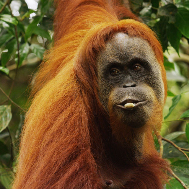 Poslednji raj za orangutane