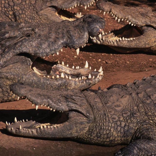 Zemlja bandi krokodila