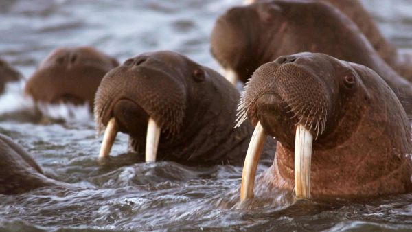 Najsmrtonosnije životinje Aljaske: Predatorsko vrebanje