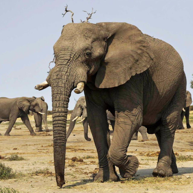 Slon: Kralj Kalaharija