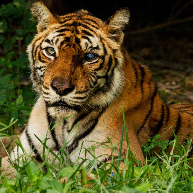 Najčuveniji tigar na svetu