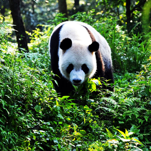 Džinovske pande: Odgajeni u zatočeništvu
