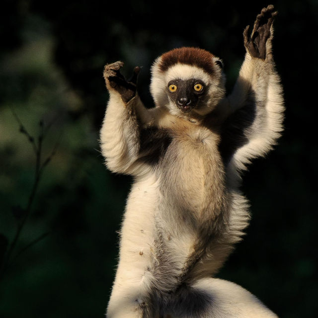 Legendarni lemuri sa Madagaskara