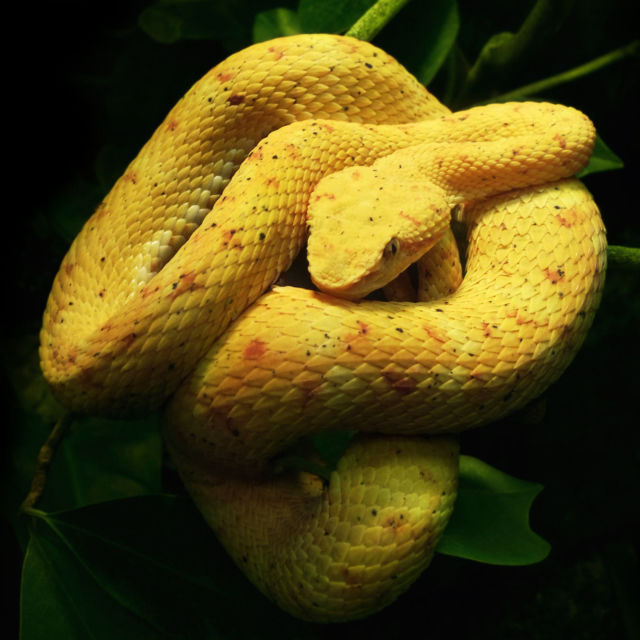 Najotrovnije zmije na svetu