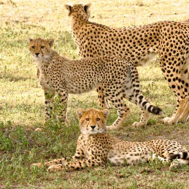 Kraljica brzine: Serengeti