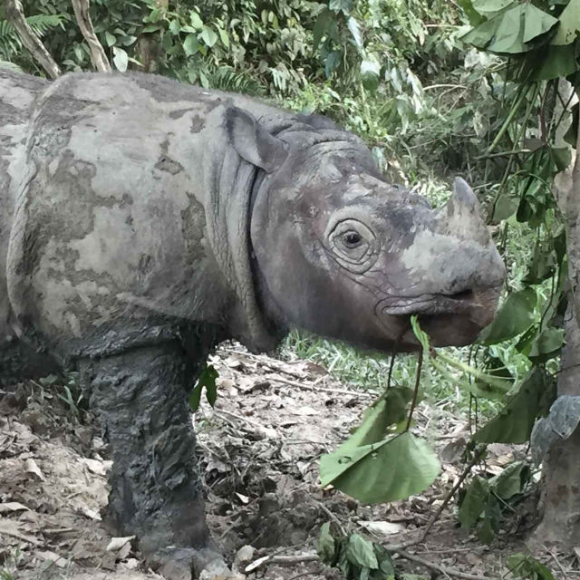 Operacija Sumatranski nosorog
