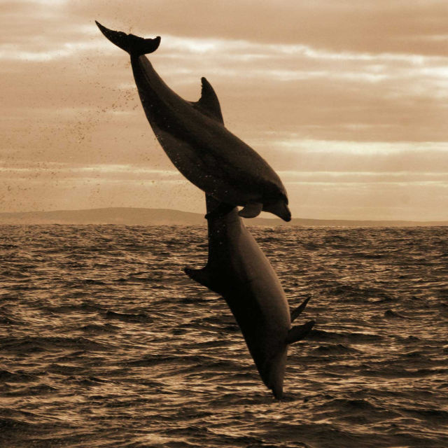 Dinastija delfina