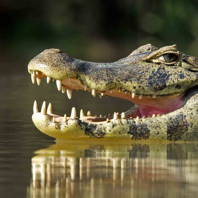 Jaguar protiv krokodila