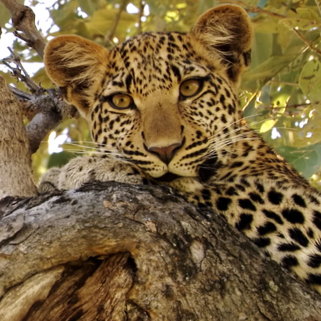 Oko leoparda
