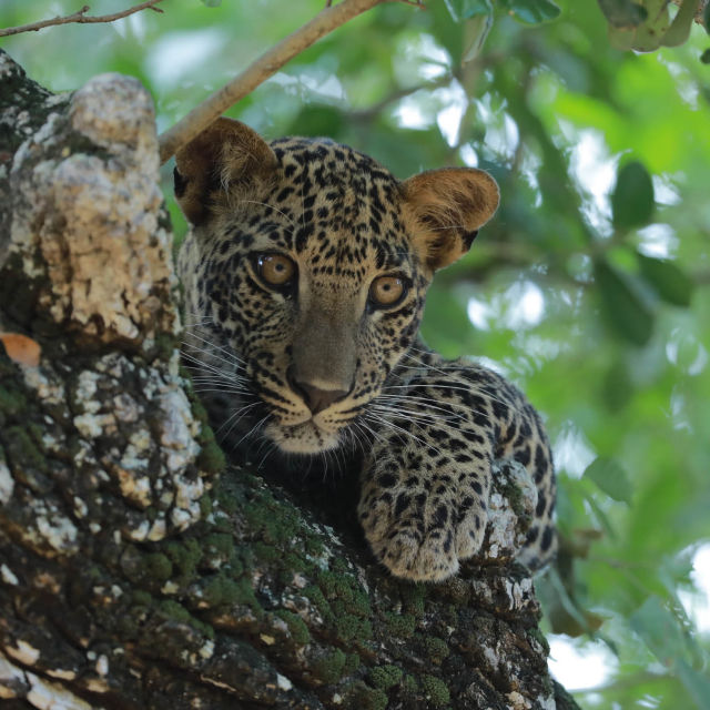 Šri Lanka: Dinastija leoparda