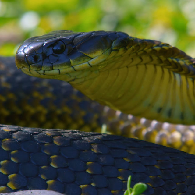 Ostrvo zmija: Divlje i smrtonosno
