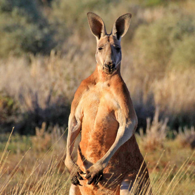 Divlja Australija: Kralj kengura