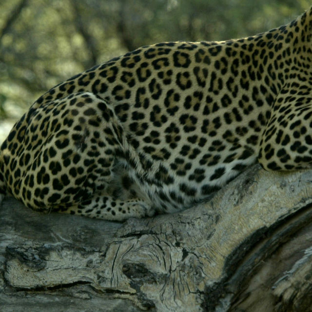 Neobični leopard