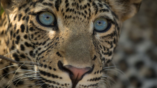 Nasleđe jednog leoparda
