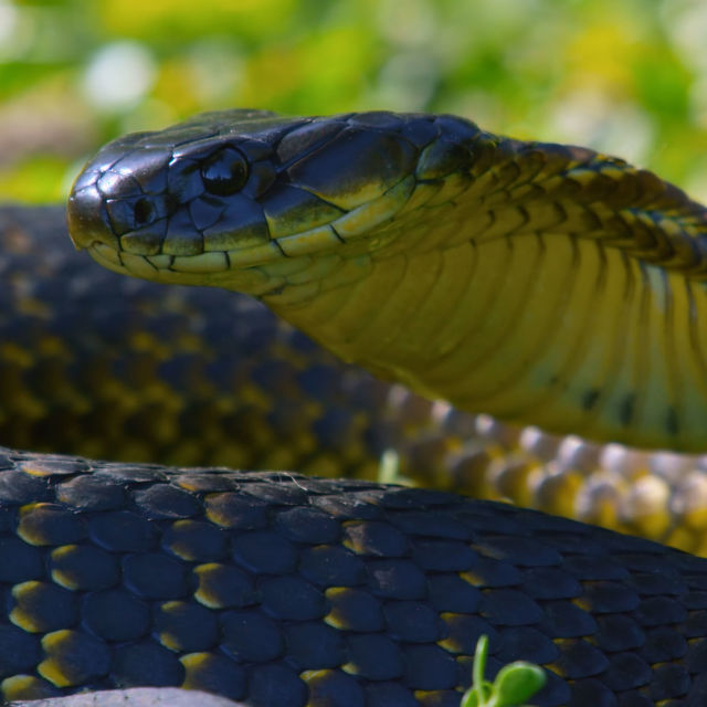 Ostrvo zmija: Divlje i smrtonosno