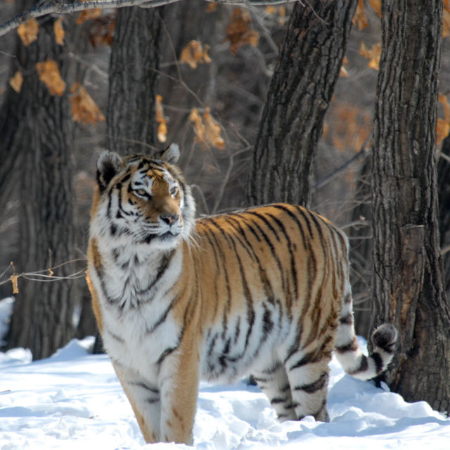 Ruski divlji tigar