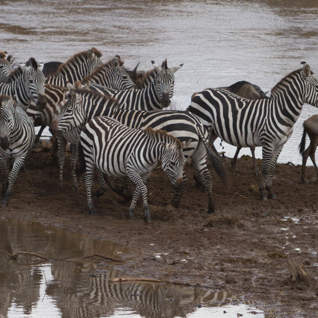 Zebre Serengetija