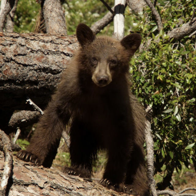 Američki nacionalni parkovi: Medvedi