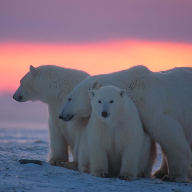 Kraljevstvo polarnih medveda