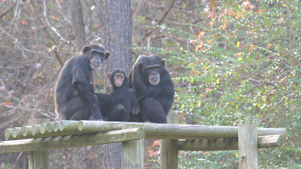 Upoznajte šimpanze