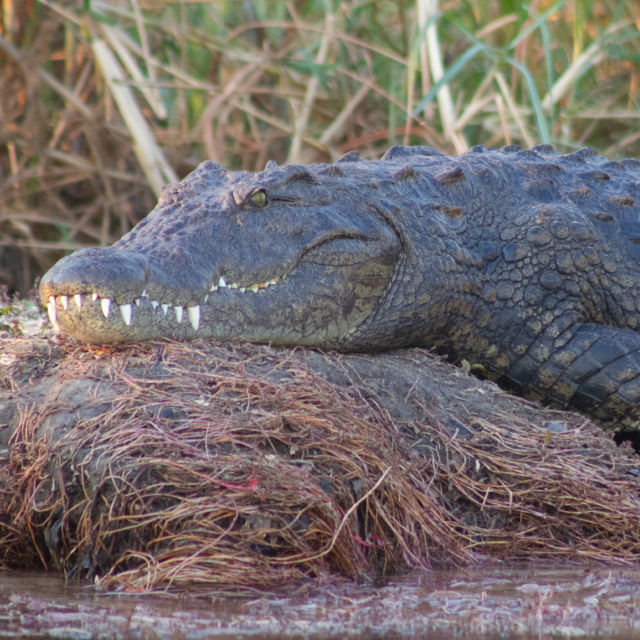 Skriveni život krokodila